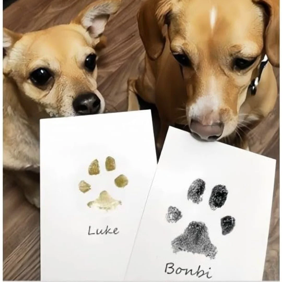 Cat Dog Paw Print Ink Kit Pad  - Footprint Ink Kit review and price
