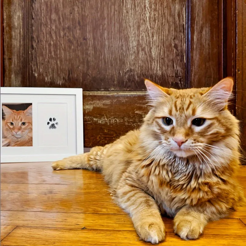 Pet Paw Print Kit With 1 Ink P - Footprint Ink Kit review and price